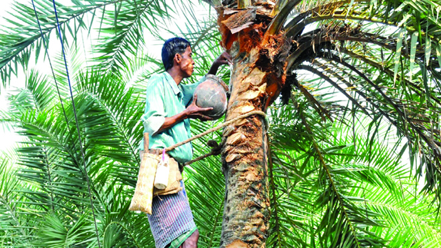 মধু বৃক্ষের রস, শীতের খেজুরের রস