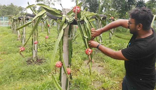 শেরপুরে ড্রাগন চাষে রঙিন স্বপ্ন বুনছেন ৬ বন্ধু