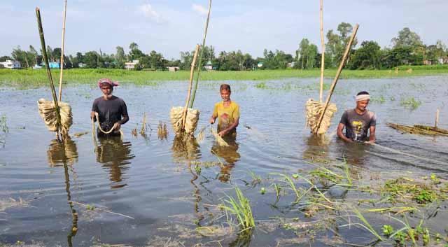 পলিথিন-প্লাস্টিকে বিনিষ্ট পাটজাত দ্রব্য, দামে হতাশায় অনীহা কৃষক