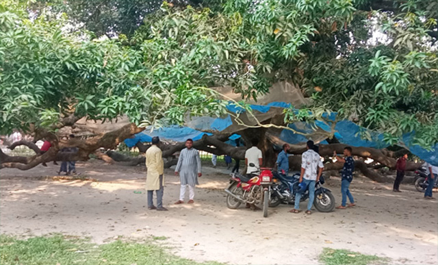 এশিয়া মহাদেশের সবচেয়ে বড় আম গাছ ঠাকুরগাঁওয়ে