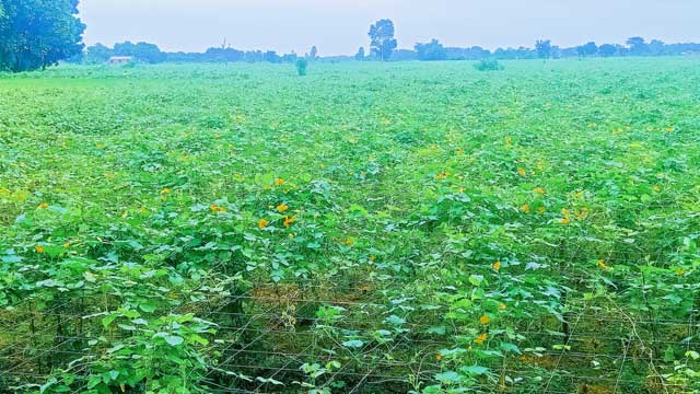 ময়মনসিংহ সদরে আগাম সবজি চাষে স্বপ্ন বুনছেন কৃষকেরা