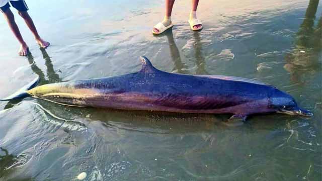 কক্সবাজার সৈকতে ভেসে এল মৃত ডলফিন