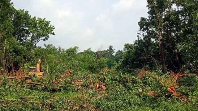 গাছখেকোতে অরক্ষিত জাবি, নিশ্চুপ পরিবেশবাদীরা