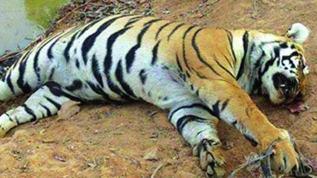 সুন্দরবনের খাল থেকে বাঘের ভাসমান মৃতদেহ উদ্ধার