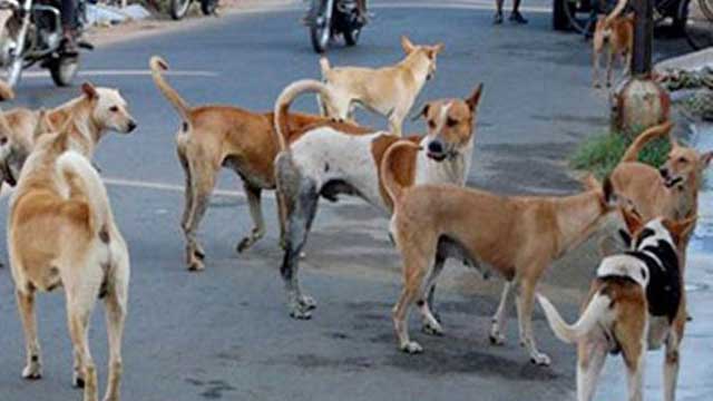 ফুলবাড়ীতে পাগলা কুকুরের কামড়ে শিশু সহ আহত ১৫ জন