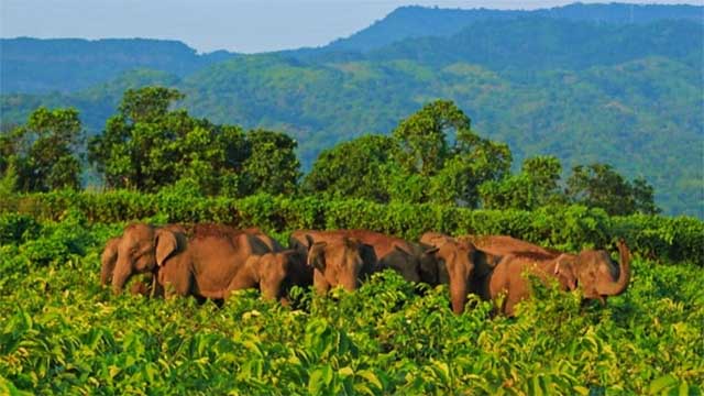 সুনামগঞ্জের সীমান্তে ভারতীয় হাতির হানা