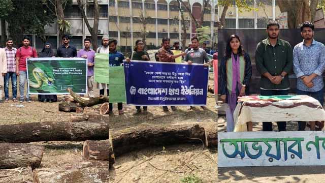 ইবিতে পুরোনো বৃক্ষ নিধনের প্রতিবাদে একাধিক সংগঠনের মানববন্ধন