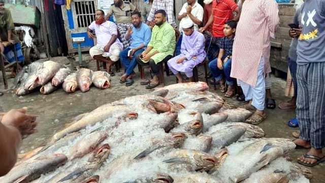 ১৪ দিনের ব্যবধানে ফের ধরা পড়ল ২৫ লাখ টাকার লাক্ষা মাছ