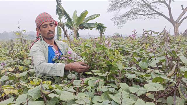 অল্প পুঁজিতে তিনগুণ লাভে নরসিংদীর চাষিরা