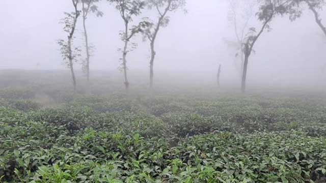 দেশের সর্বনিম্ন তাপমাত্রা শ্রীমঙ্গলে